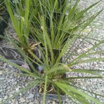 Kortadéria Pampová (Cortaderia selloana) ´ROSEA´ - kont. C1L